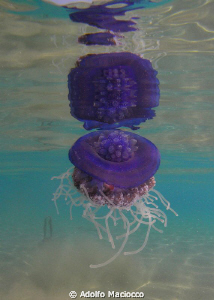 Jellyfish reflection by Adolfo Maciocco 